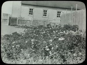 Image of Poppies Beside House